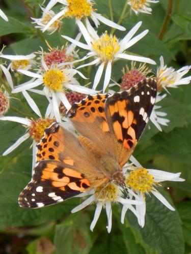 Painted Lady