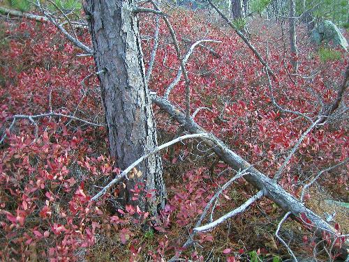 fall landscape