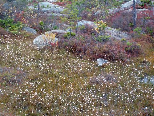 Cotton Grass