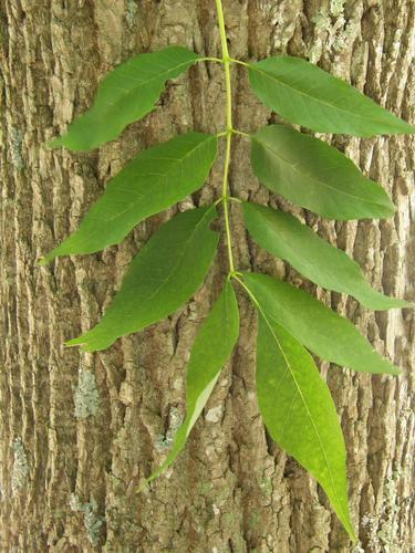 Green Ash