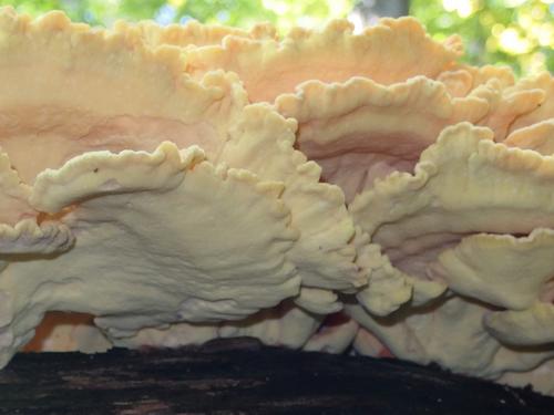 Chicken-of-the-Woods (Laetiporus sulphureus) in September at Monastery Mountain in the Green Mountains of northern Vermont