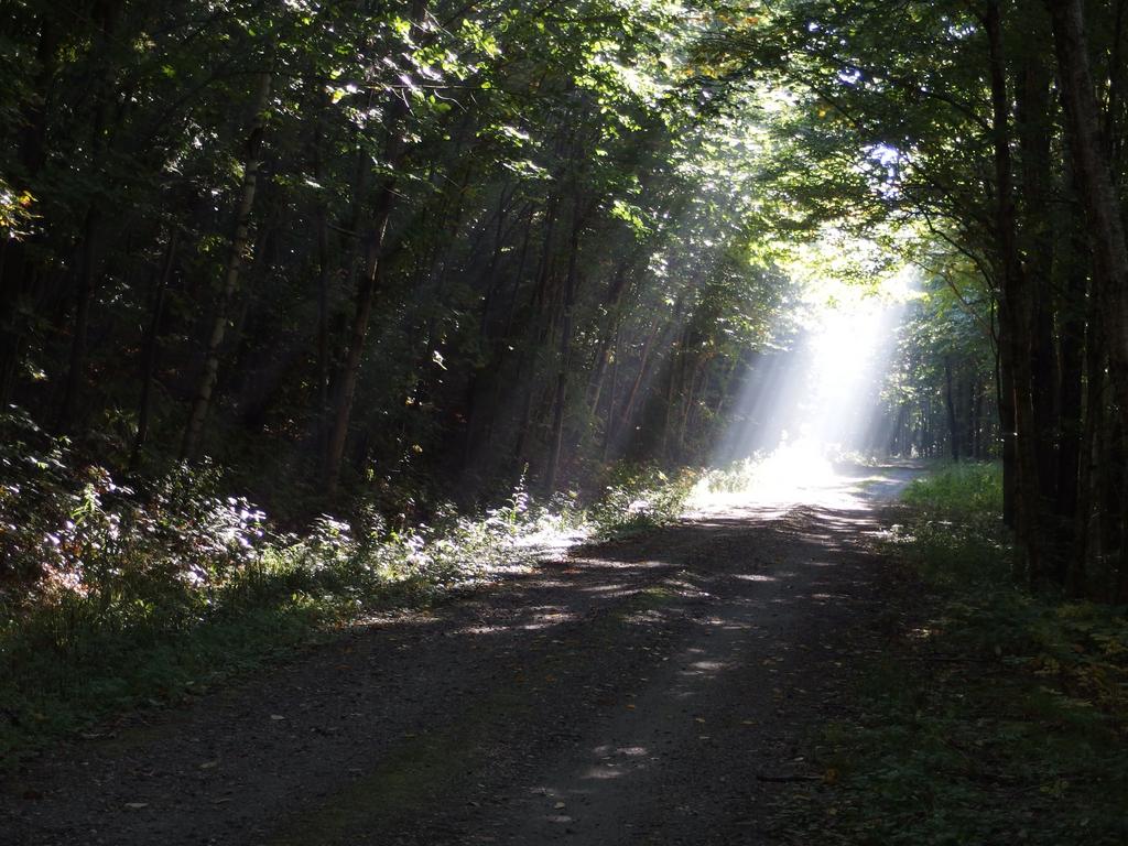 dissipating fog creates a spotlight on the drive to Monastery Mountain in the Green Mountains of northern Vermont