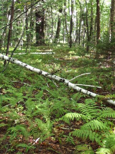 old woods road at Monastery Mountain in the Green Mountains of northern Vermont