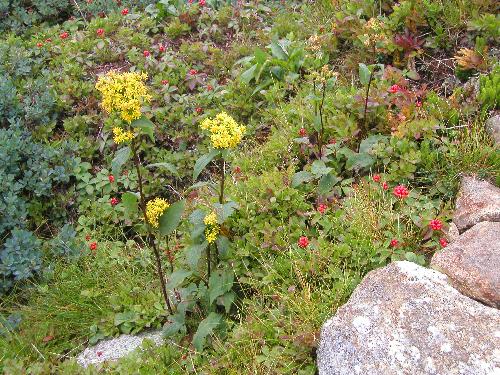 Alpine Goldenrod