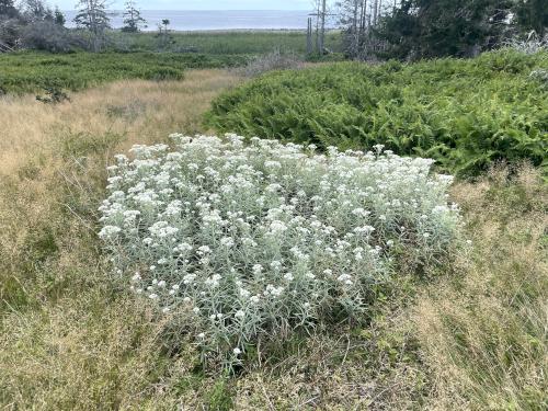 Common Pearlyeverlasting (Anaphalis margaritacea) in August at Monroe Island in Maine