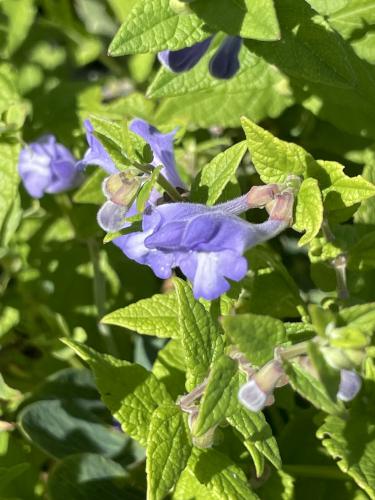 Marsh Scullcap (Scutellaria galericulata) in August at Monroe Island in Maine