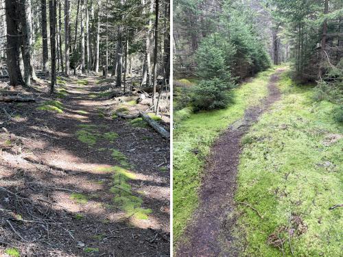 trails in August at Monroe Island in Maine