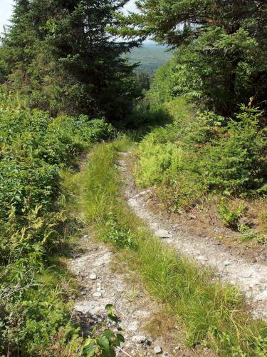 ATV trail at Montagne des Lignes in northern New Hampshire