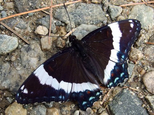 White Admiral (Limenitis arthemis arthemis) on the trail to Moody Ledge in New Hampshire