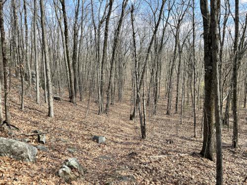 woods in January at Moore State Park in central Massachusetts