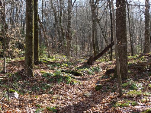 leaf-covered trail to Mount Moosalamoo in northern Vermont