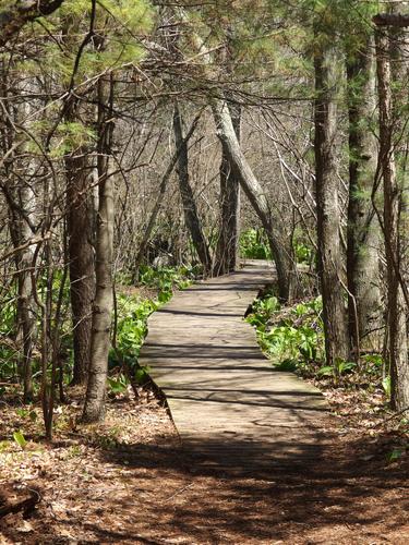 boardwalk at Moose Hill Wildlife Sanctuary in eastern Massachusetts