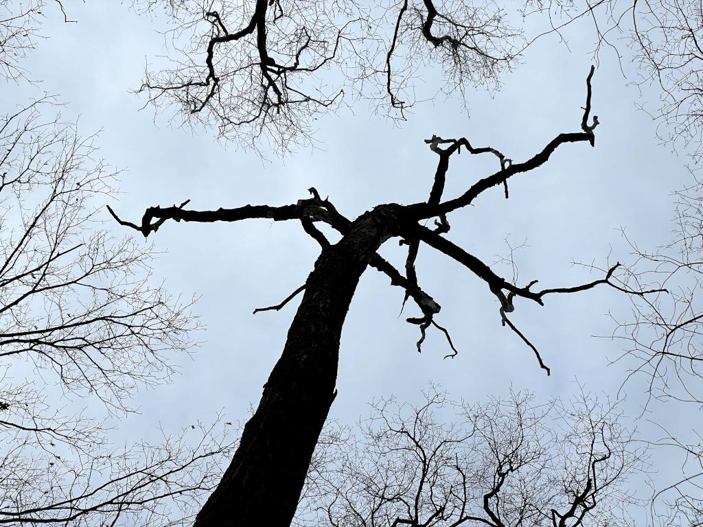 dead tree in December at Moose Hill in eastern Massachusetts