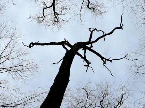 dead tree in December at Moose Hill in eastern Massachusetts