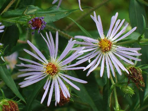 Purple-stemmed Aster