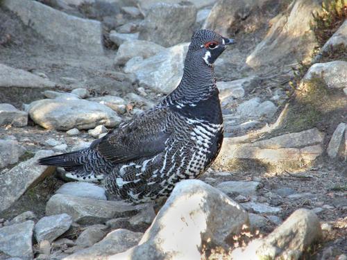 Spruce Grouse