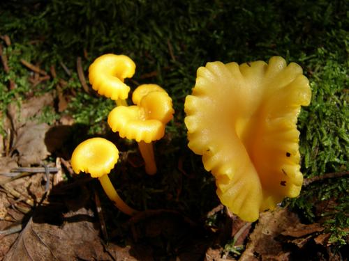 Small Chanterelle