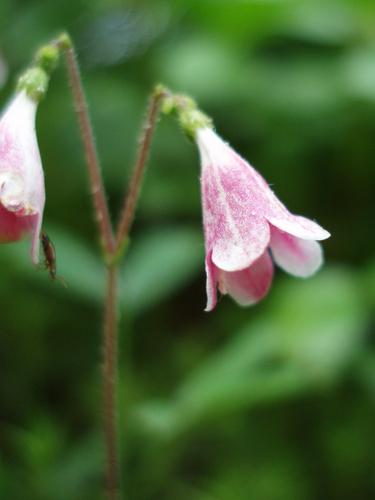 Twinflower