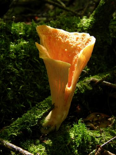 Woolly Chanterelle