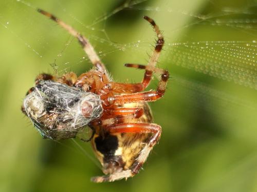 spider in July, wrapping up its recently-caught prey at Morgan Pond Mountain in southern New Hampshire