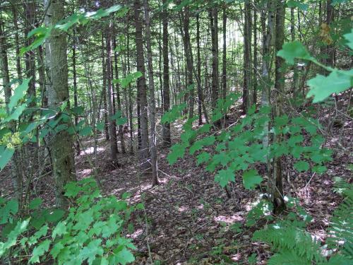 woods at Morgan Pond Mountain in southern New Hampshire