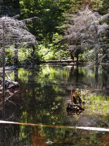 trail-side swamp on the way to Mowglis Mountain in New Hampshire