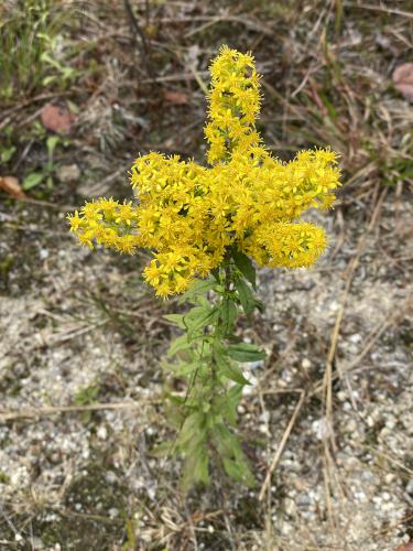 goldenrod in September at Muriel Church Trail in southern NH