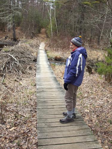 footbridge and beaver dam at Musquash Conservation Area in Londonderry NH