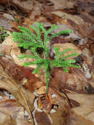 Tree Clubmoss (Lycopodium obscurum)