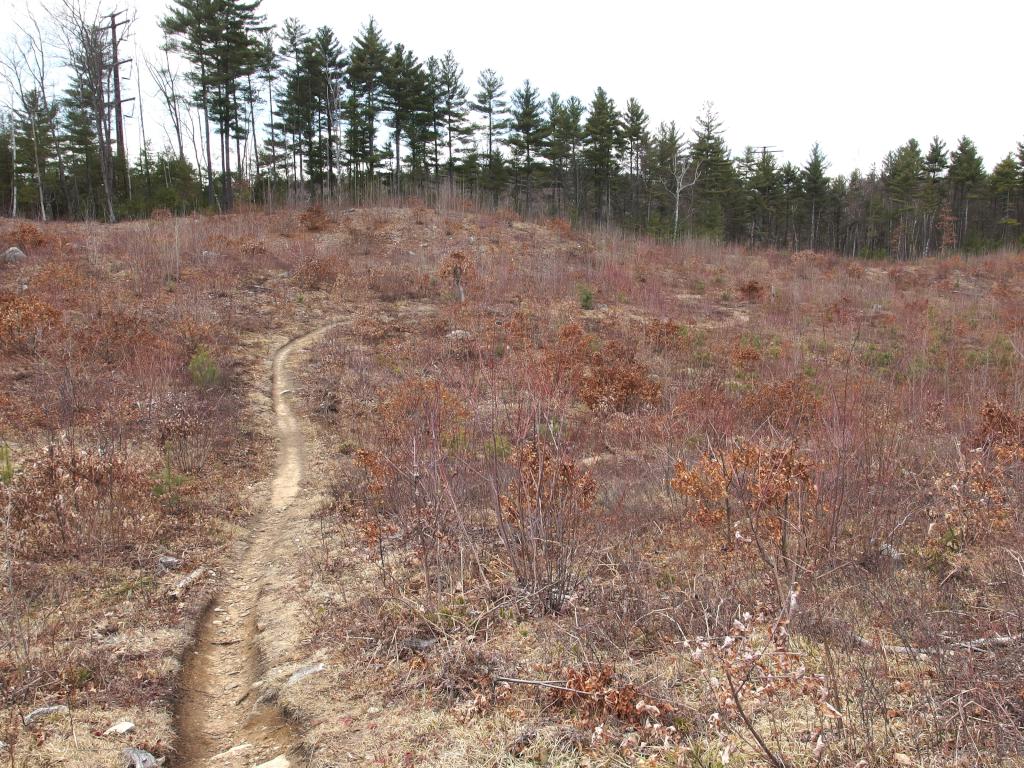 heavily-lumbered area at Musquash Conservation Area in Londonderry NH