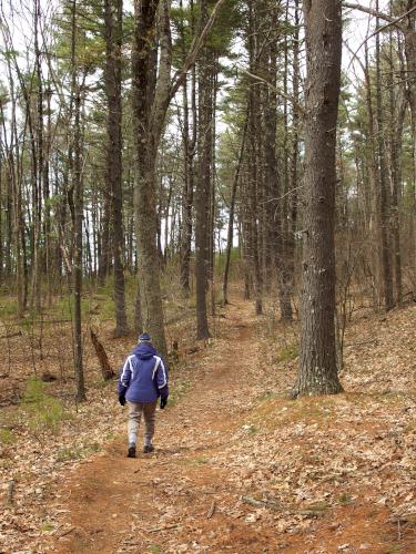 woods at Musquash Conservation Area in Londonderry NH