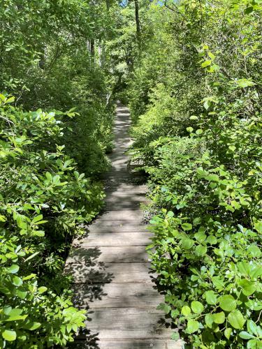 boardwalk at Myles Standish State Forest in eastern Massachusetts