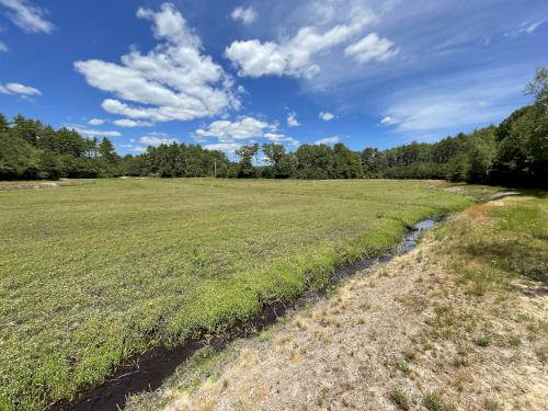 cranberry bog in June at Myles Standish State Forest in eastern Massachusetts