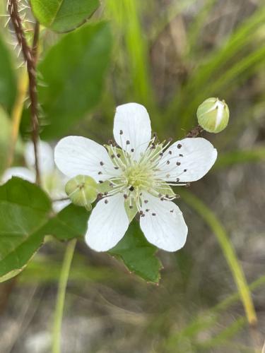 Prickly Dewberry (Rubus flagellaris) in June at Myles Standish State Forest in eastern Massachusetts