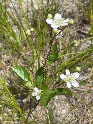 Prickly Dewberry (Rubus flagellaris) in June at Myles Standish State Forest in eastern Massachusetts