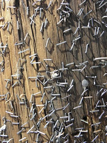 staples in a telephone pole near Mystic Seaport in Connecticut