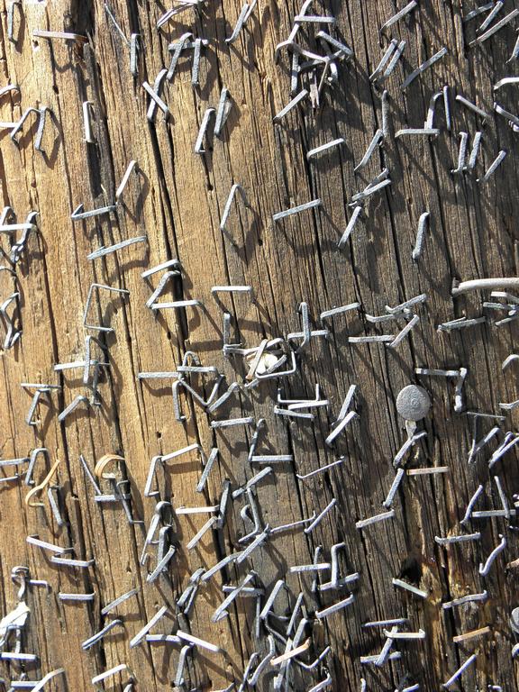 staples in a telephone pole near Mystic Seaport in Connecticut