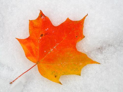 snowy leaf