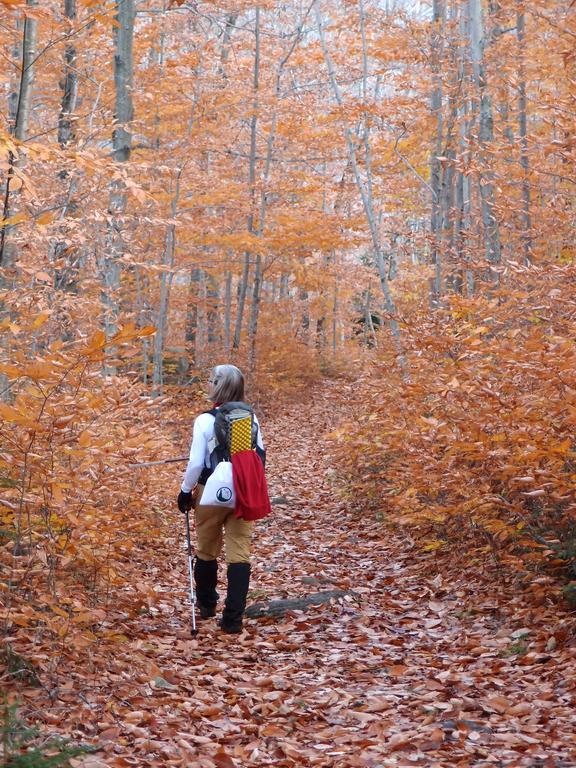 hiker on the Nancy Pond Trail in New Hampshire