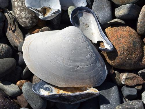 shells and pebbles in April on Nantasket Beach at Hull in Massachusetts