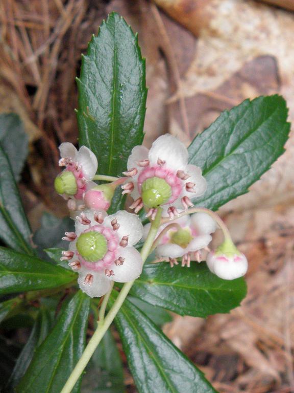 Pipsissewa (Chimaphila umbellata) in June at Nashoba Brook Watershed in southern New Hampshire