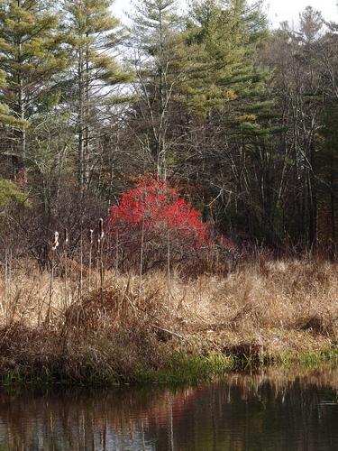 Nashoba Pond at Nashoba Brook Watershed in eastern Massachusetts