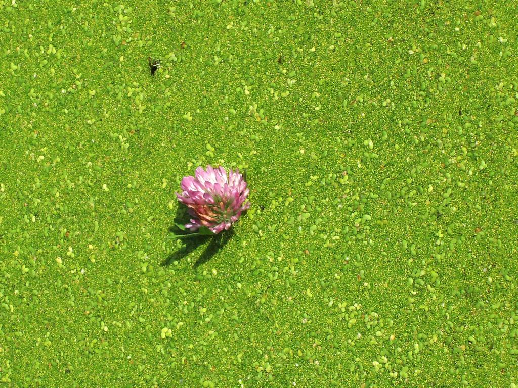 Common Duckweed (<i>Lemna minor</i>) and Giant Duckweed (<i>Spiroldela polyrhiza</i>) in September beside Nashua River Rail Trail in northeastern Massachusetts