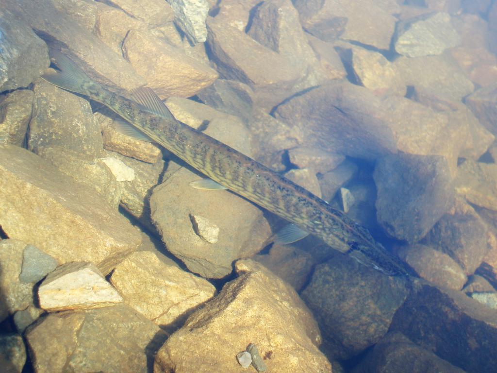 Chain Pickerel (Esox niger) in September on the Nashua River Rail Trail in northeastern Massachusetts