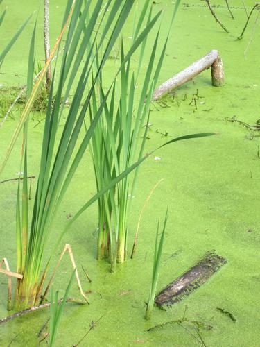 duckweed on Groton School Pond at the Nashua River Rail Trail in Massachusetts