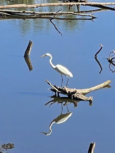 Great Egret (Casmerodius alba) in August at Nashua River Rail Trail North in southern New Hampshire