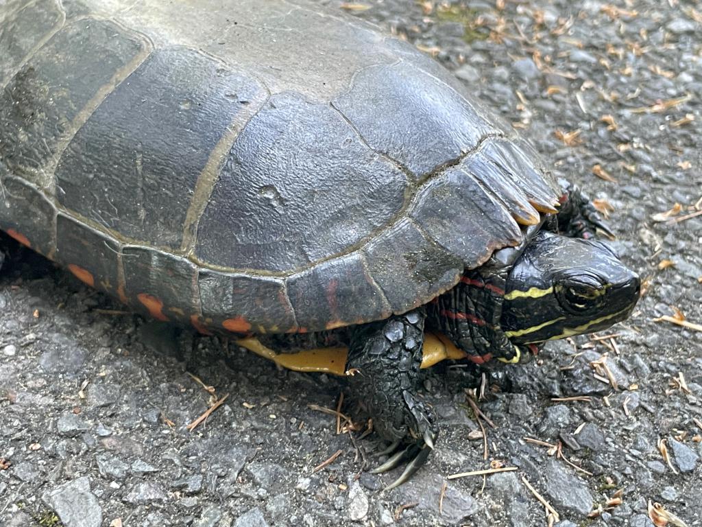 Painted Turtle (Chrysemys picta) in August at Nashua River Rail Trail North in southern New Hampshire