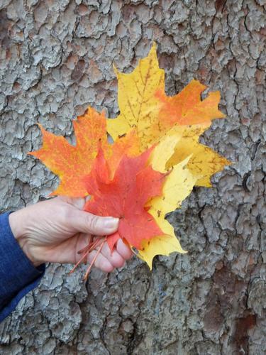 fall leaves