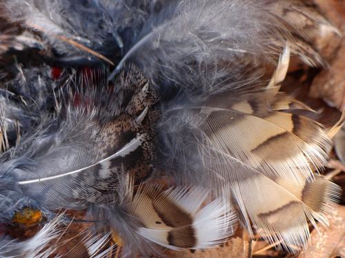 a clump of feathers on the trail at Yudicky Farm in New Hampshire