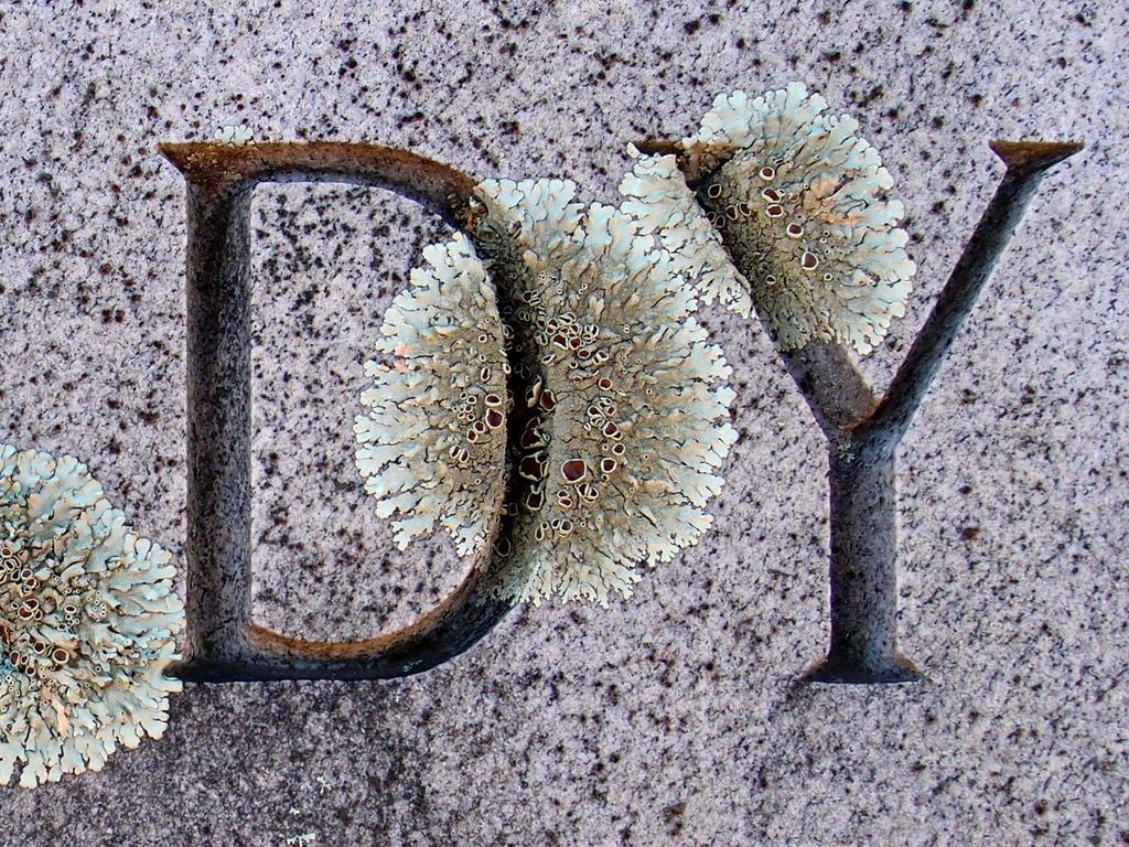 lichen on a gravestone at Woodlawn Cemetery in New Hampshire